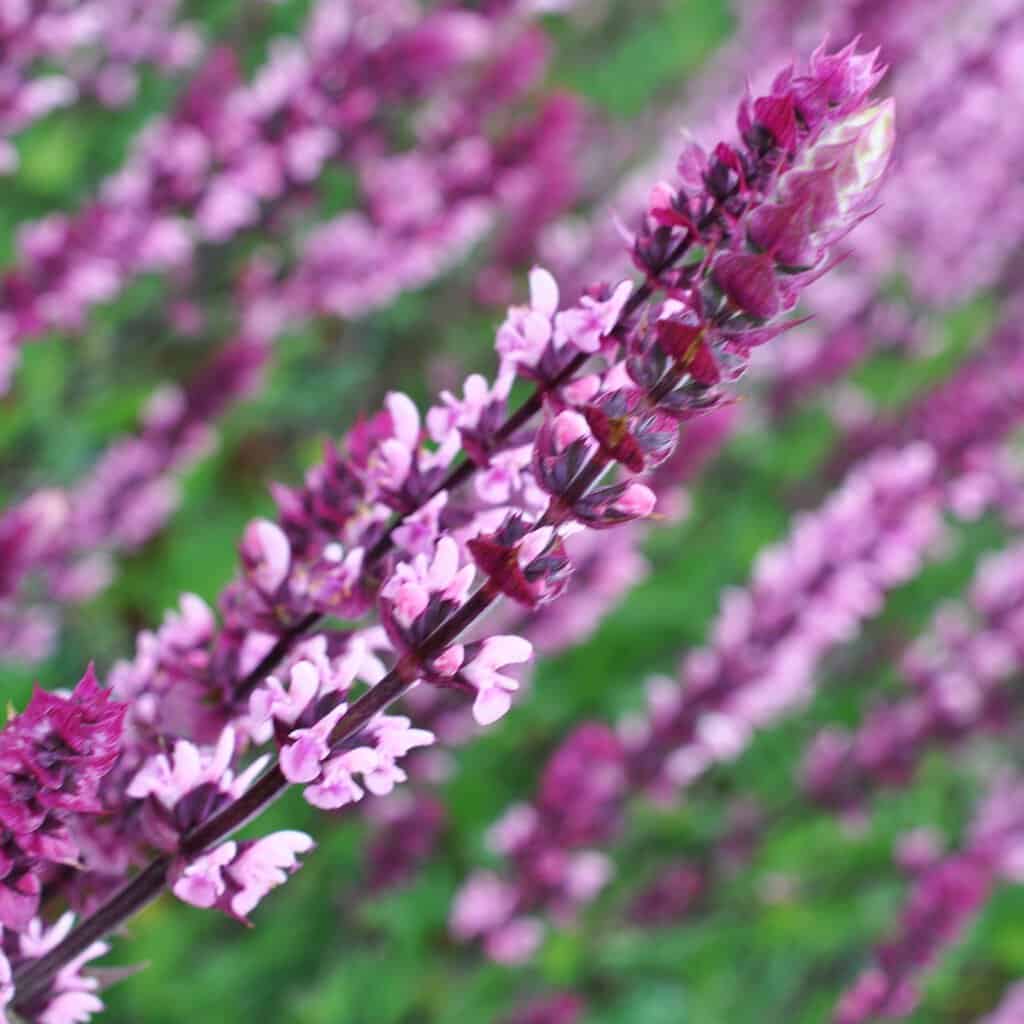 Salvia nemorosa 'Caradonna Pink' ---
